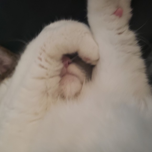 Meet your Posher, Posh - Picture 1 of 1